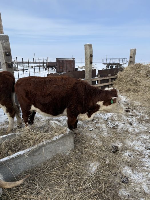 Продам КРС быки бычки коровы первотелки