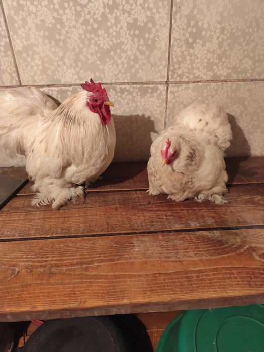 Кохинхины карликовые белые