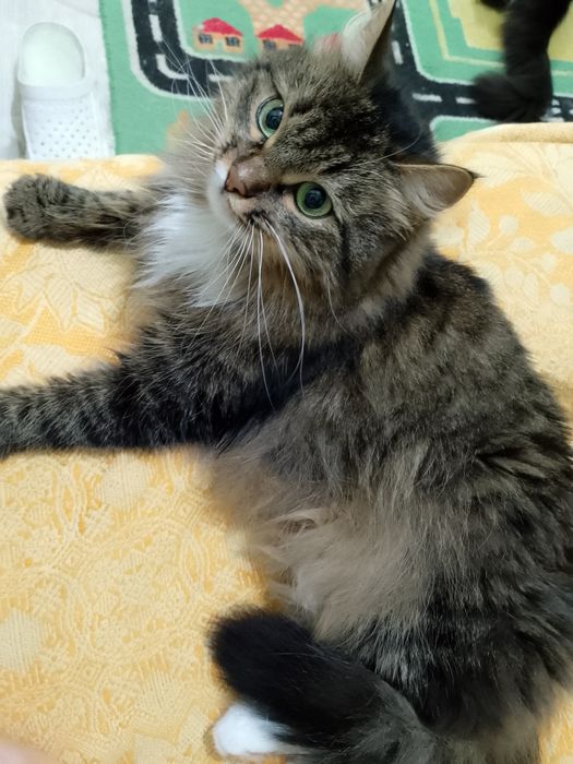 Отдам в добрые руки кошку