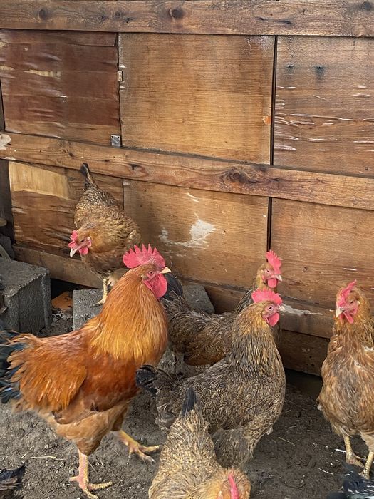 Кучинский куры  продам