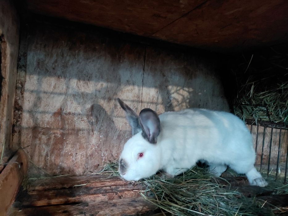 Iepuri pui si adulți