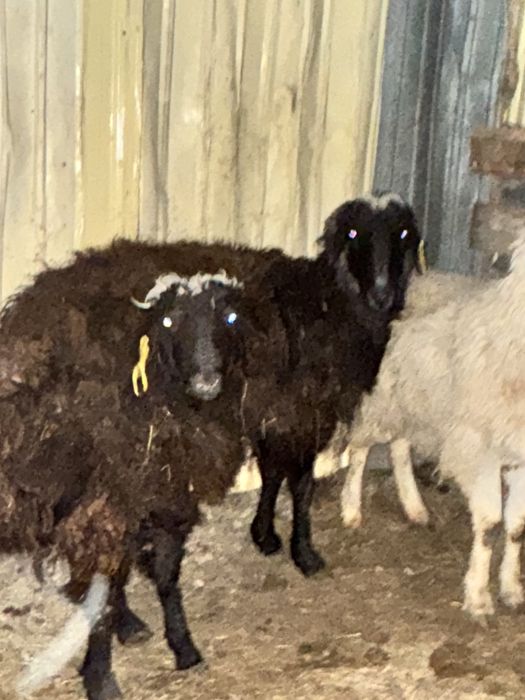 Қошқар  Сек сатылады