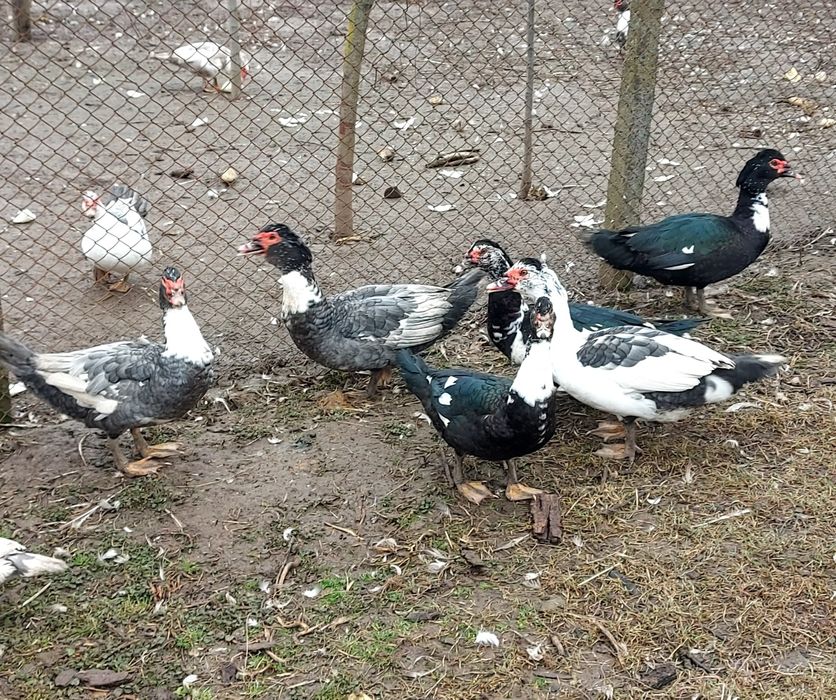 Rață mută de vânzare