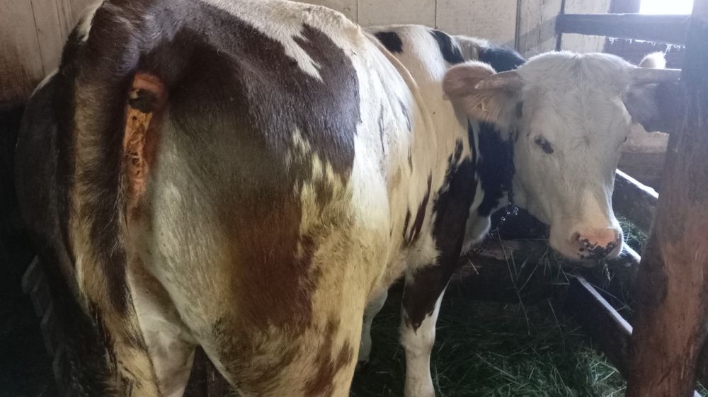 Vând juncă de 1 an jumătate