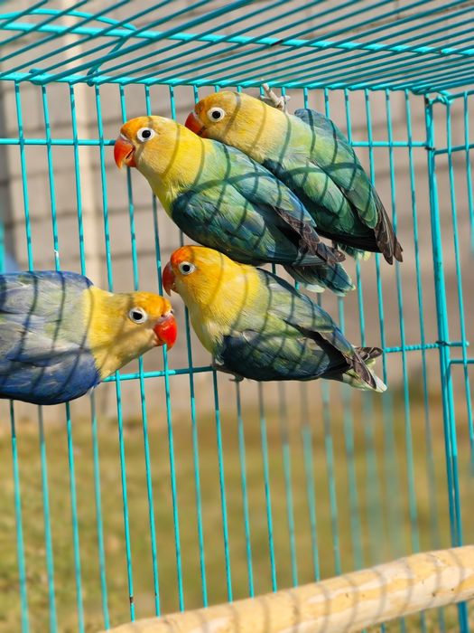 Попугай опалины opaline