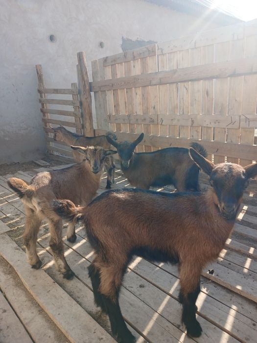 Ешкі сүті, құрт-майы сатылады.