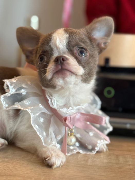 Кученца чихуахуа