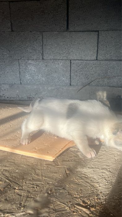 Алабай щенки 20000тг