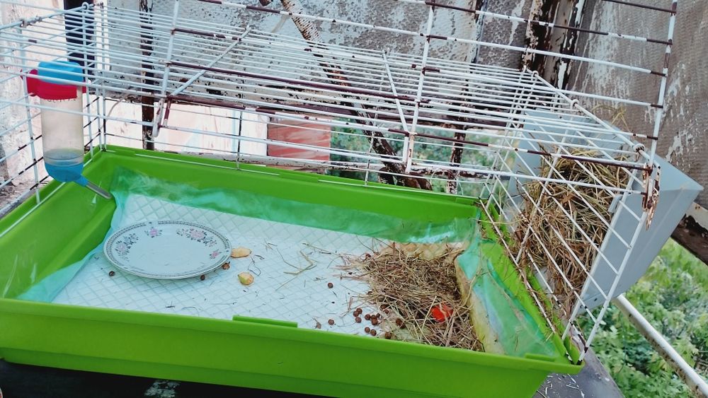 Продам зайчика 2 месяца с клеткой