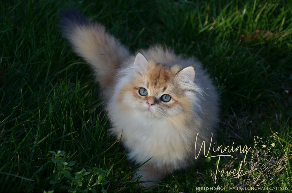 British longhair cu pedigree