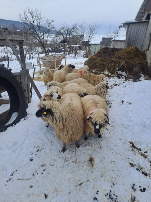 Vând oi bune tinere