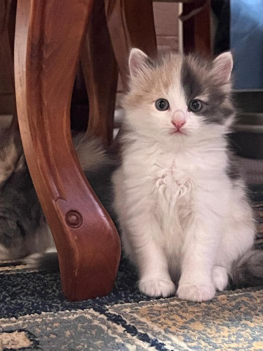 Сибирские малыши