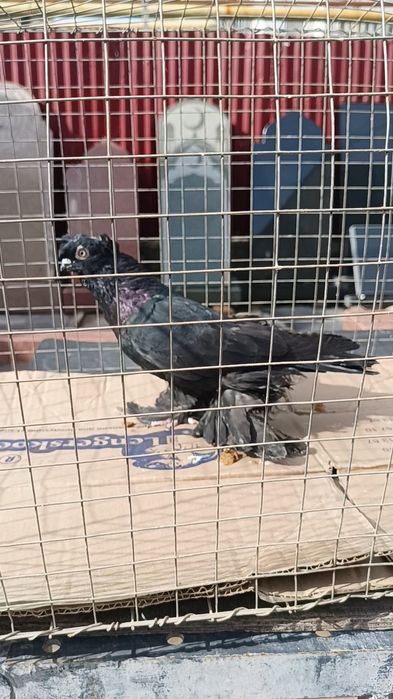 Голуби оптом гульсар, сочи, жуки