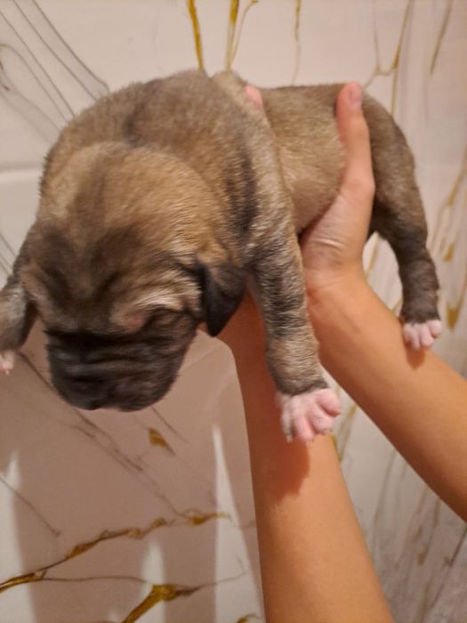 төбет күшік 3 апталық