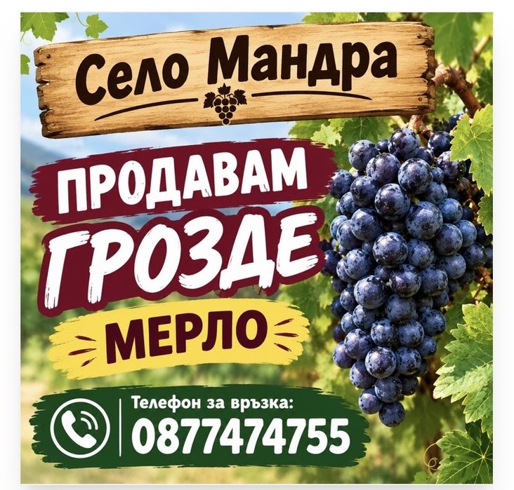 Грозде мерло качество и точнос