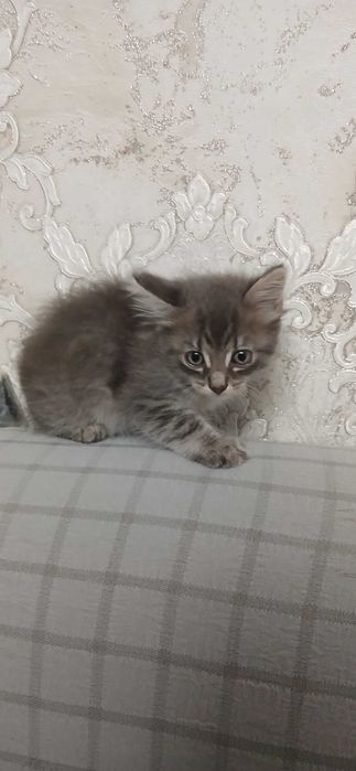 Котята отдам бесплатно