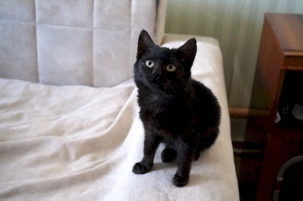 Маленький котик 3-4 мес