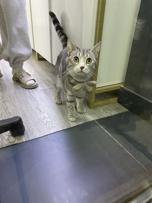 Беспланто отдам!