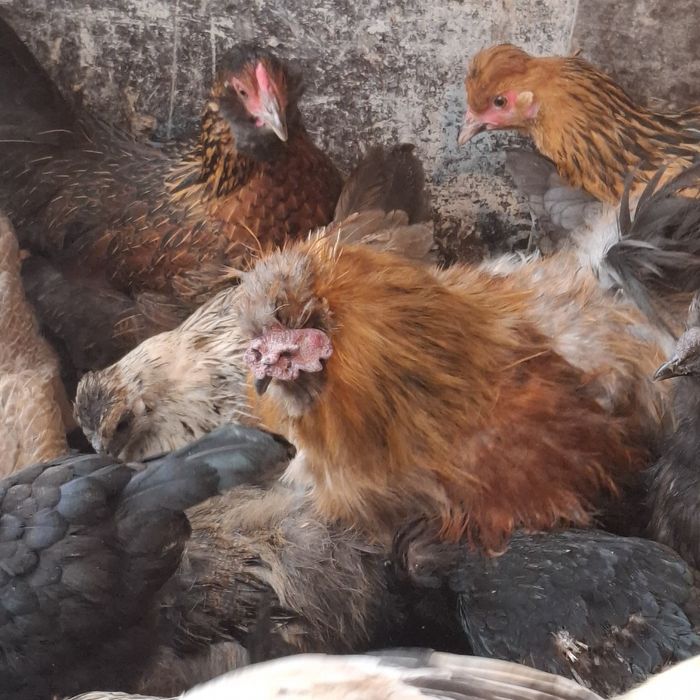 Здравствуйте. Продам петушка.