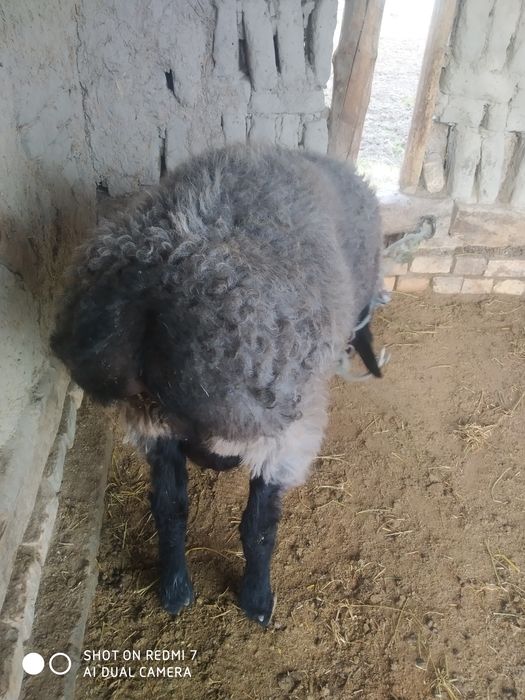 Қўчқор барра сотилади