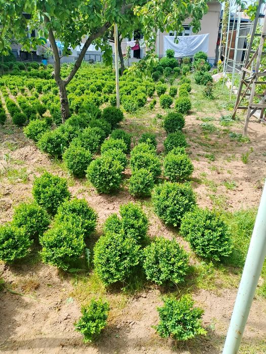 Har xildagi archalar bor landshaft dizayni ham bor