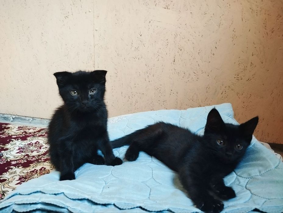 В добрые руки сиамские черные котята 2 месяца