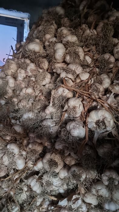 Usturoi pentru sămânță și consum