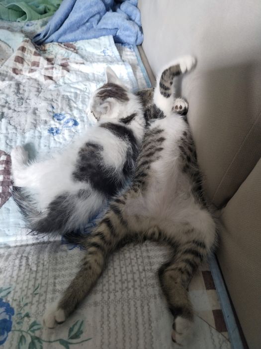отдам котят 2 мальчика