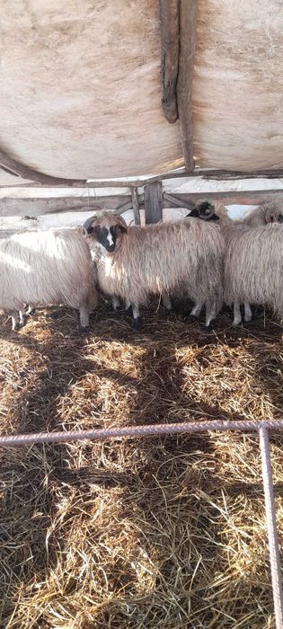 Berbecut de vanzare!!!