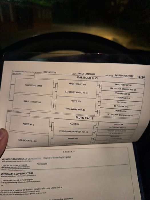 Vand iapa lipitana de 13 ani