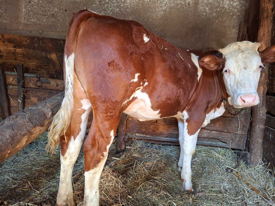Animale domestice