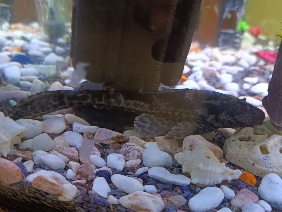 Akvarium Sifatli