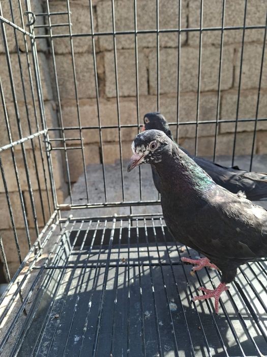 Продам    голуби