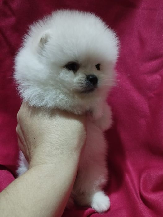 Щенки шпица мини