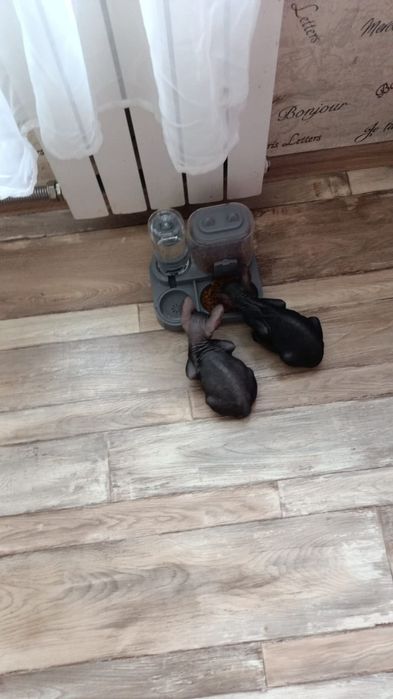 Продам котят сфинкса