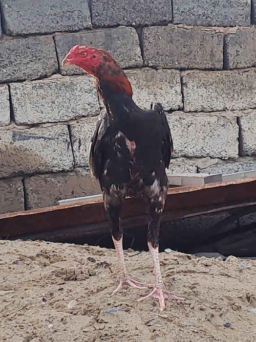 Бойцовский дакан