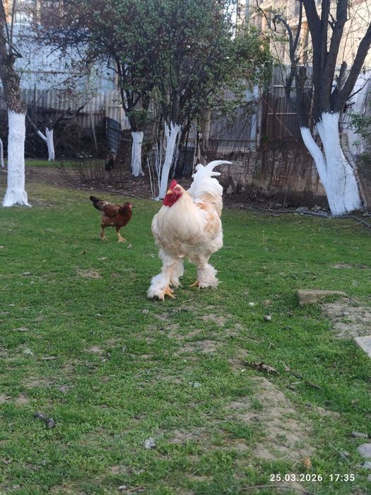 Продаётся чистокровный брама,10 месяцев крупный цвет белое золот