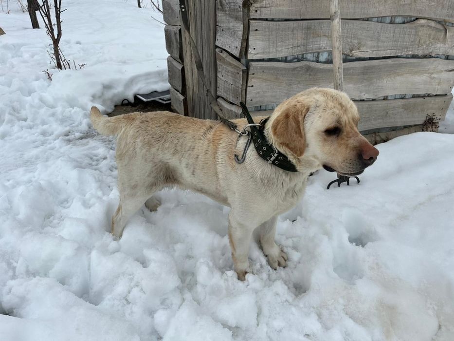 Лабрадор документімен