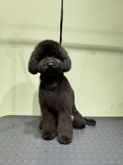 Груминг салон бурундай