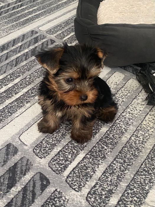 Мини Йоркширски териер