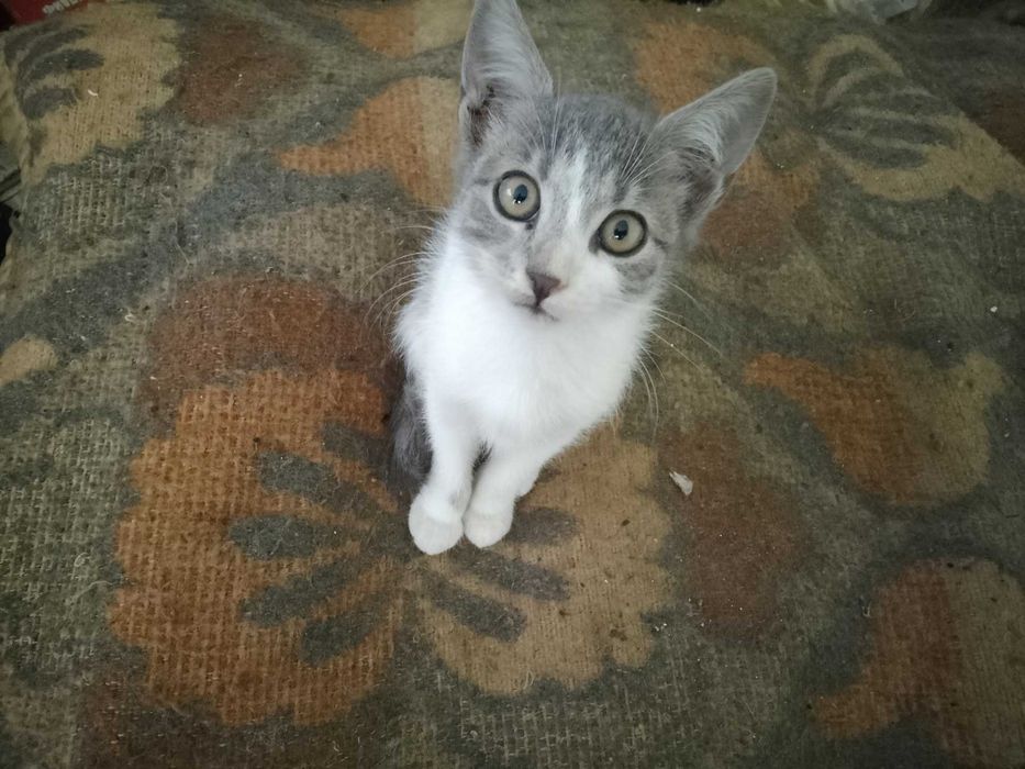 Подарявам котенца