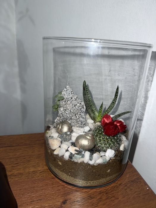 Terariu plante naturale