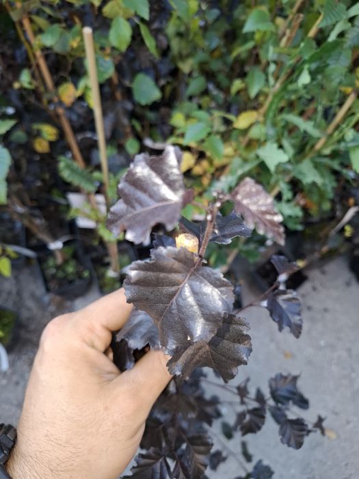 Червенолистна бреза в саксия