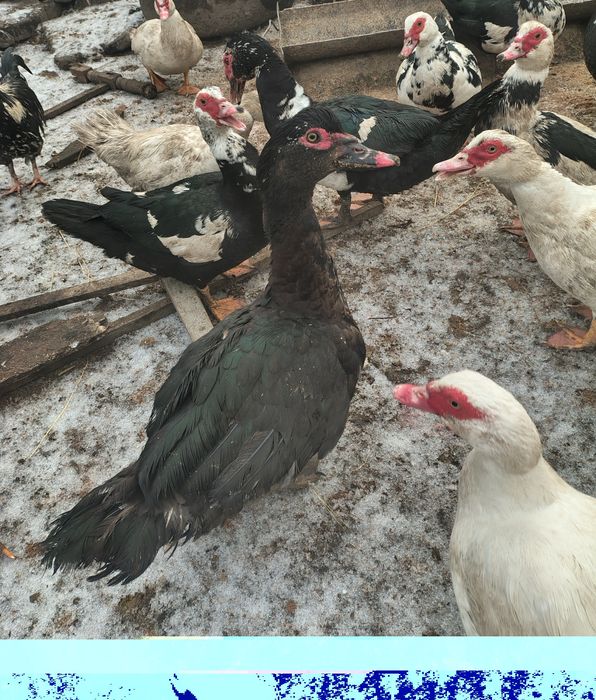 Vând Rățoi Lesesc / Pereche ( pentru reproducere)