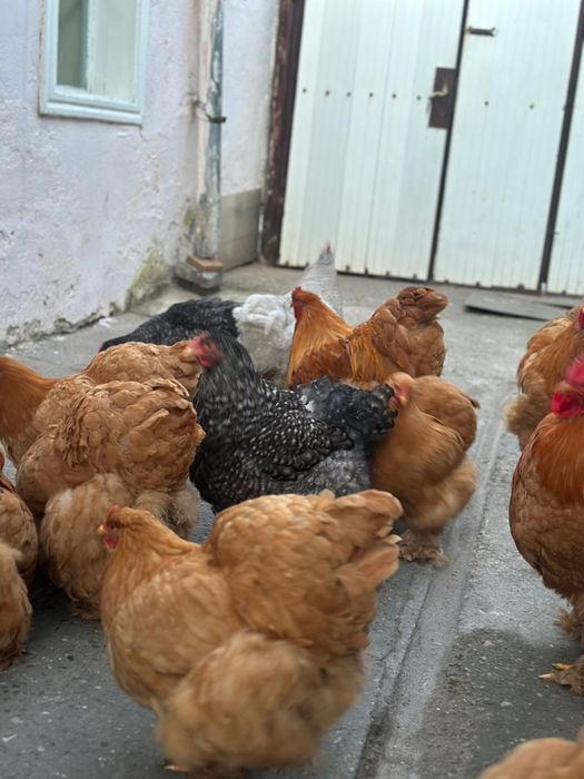 De vânzare gaini cochinchina urias galben si barat