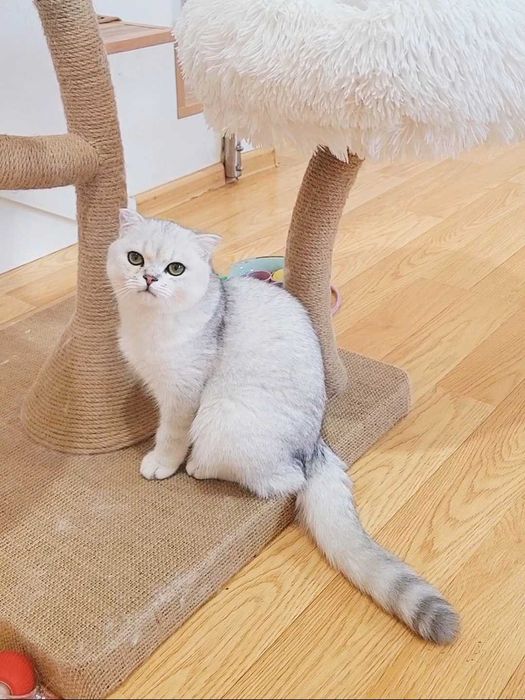 Baiat superb scottish fold cu pedigree