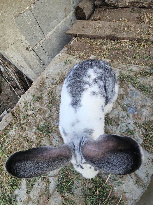 Iepure mascul metis 4,2 kg – 1 an, sănătos – 99 lei