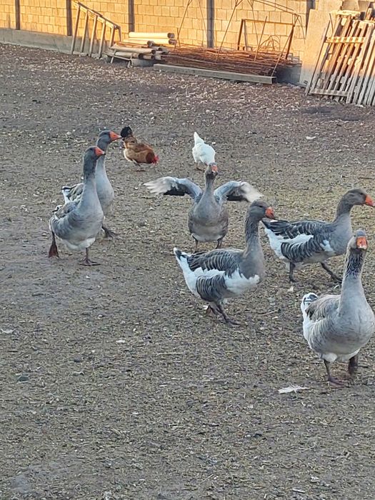 Продам гусей домашних