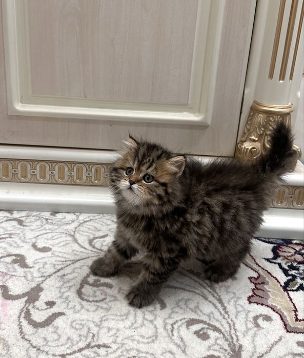 Британская золотая шиншилла