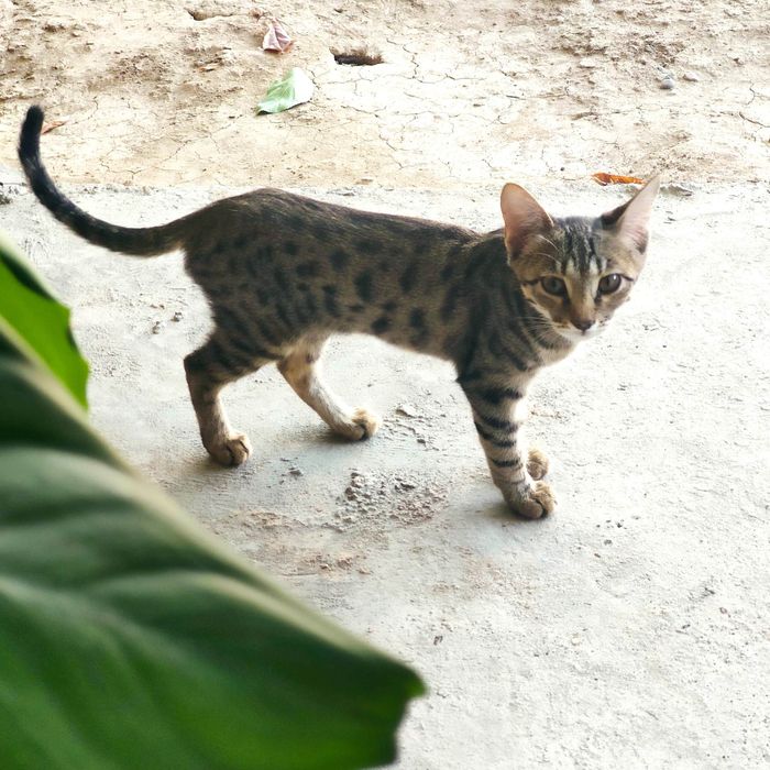 Котёнок в хорошие руки